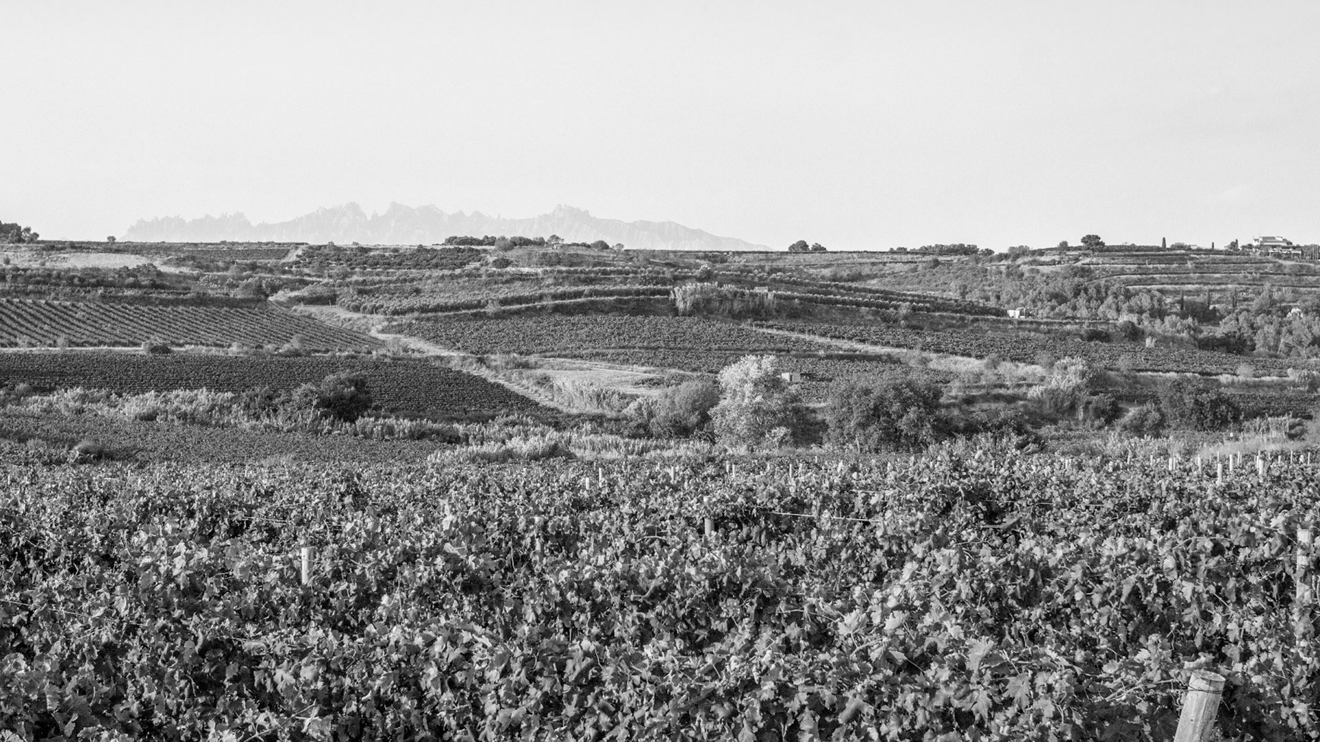 Viñedos Gramona